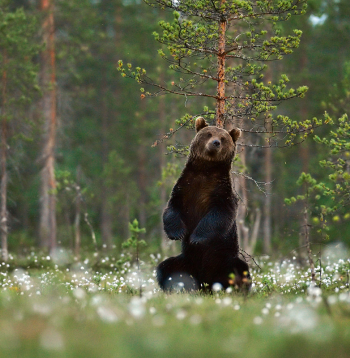 Lācis atstāj smaržu uz kokiem, iezīmējot teritoriju. Tādās vietās var ievākt vilnu DNS pētījumiem.