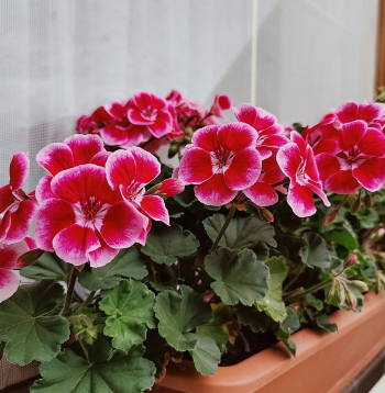 Pelargonijas biežāk pavairo ar spraudeņiem nekā no sēklām, tomēr arī tas nav sarežģīti.