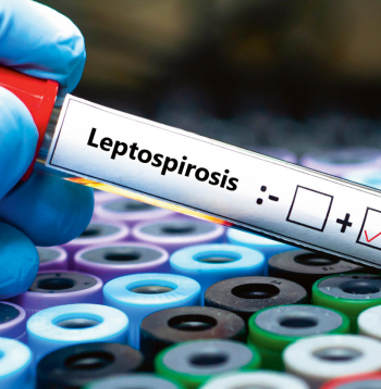 Leptospiroze ir bakteriāla zoonoze, kas skar gan dzīvniekus, gan cilvēkus. 