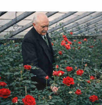 Jūlijs Rībelis savā rožu siltumnīcā. Žurnāls “Atpūta”, Nr. 291
(30.05.1930.). Attēls digitāli apstrādāts un kolorēts.