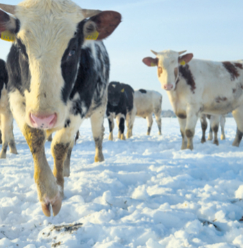 Ganāmpulks ziemā. Ilustratīvs attēls.