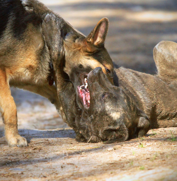 Pirms vainot notikušajā vilkus, ir vērts noskaidrot, vai tas tiešām tā ir bijis.