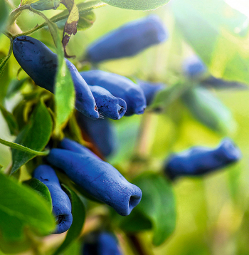Ja pavasarī sausseržiem trūkst mitruma, ogas var kļūt rūgtas.