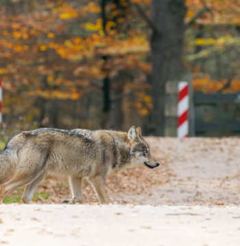 Konflikti visbiežāk notiek vilku teritorijās, pie apdzīvotām vietām, ganību tuvumā vai medību laikā. 