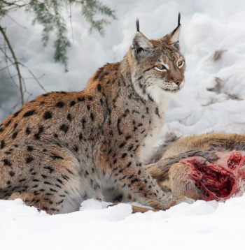 Lūšu galvenā barība ir stirnas, taču tie barojas arī ar zaķiem, putniem un bebriem. Tomēr ar to nepietiek, lai mazuļi izaugtu spēcīgi un veseli.