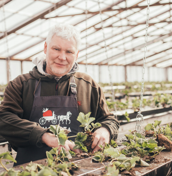 "Augusta zemenes" agronoms Guntars Dzērve.