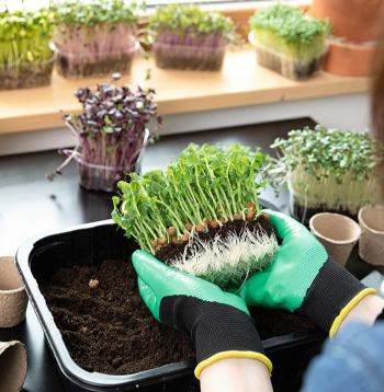Mikrozaļumi viskraukšķīgākie ir, kad izauguši 5–7 cm gari.