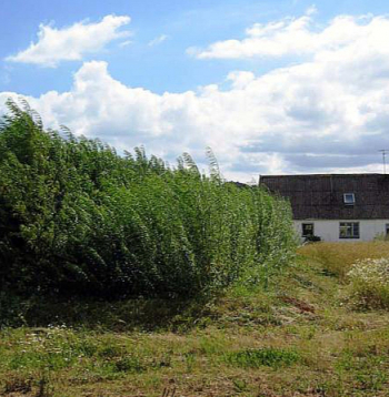 Privātmāja Dānijā ar kārklu vītolu stādījumiem notekūdeņu attīrīšanai.