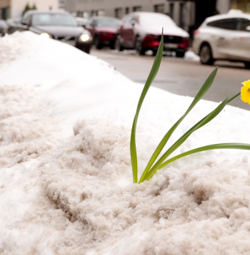 Narcise sniegā, atkusnis. Narcise sniegā, atkusnis.