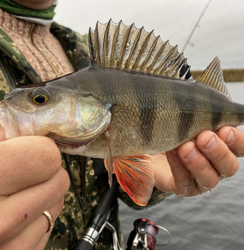 Daudzi pamanījuši, ka zivis kļūst arvien piesardzīgākas, tādēļ arī makšķerniekam jābūt vērīgam, jādomā līdzi un jāpielāgojas apstākļiem. Daudzi pamanījuši, ka zivis kļūst arvien piesardzīgākas, tādēļ arī makšķerniekam jābūt vērīgam, jādomā līdzi un jāpielāgojas apstākļiem.