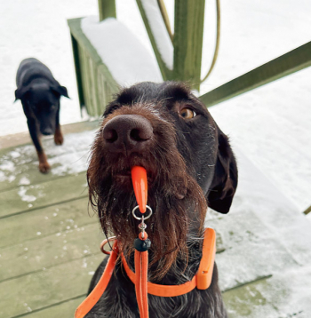 Tālvadības pults medību sunim.