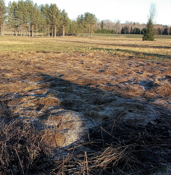 Ziemā dārza dobes apklātas ar sienu, lapām un veco zāli. Ziemā dārza dobes apklātas ar sienu, lapām un veco zāli.