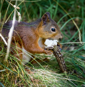 Ir novērots, ka vāveres visbiežāk ir tie grauzēji, kuru zobu pēdas ir redzamas uz atrastajiem ragiem. Ir novērots, ka vāveres visbiežāk ir tie grauzēji, kuru zobu pēdas ir redzamas uz atrastajiem ragiem.