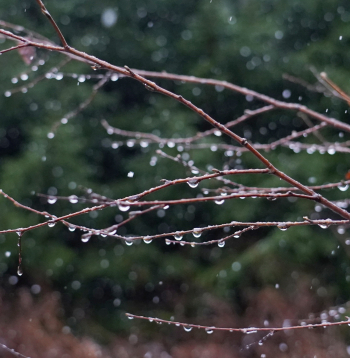 Koka zars ar lietus lāsēm.