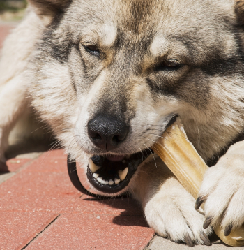 Tāpat kā katrs suns un viņu ēšanas paradumi mēdz atšķirties, tā arī suņu attiecības ar spiestajiem kauliem.