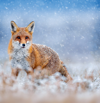 Lapsas ir ļoti gudras un vērīgas. Ir jābūt piesardzīgākam un atjautīgākam, lai to nomedītu.