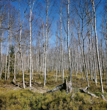 Kūdras ieguves vieta.