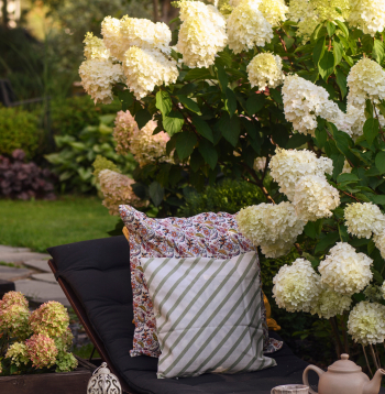 Skarainā hortenzija ‘Polar Bear’ (Hydrangea paniculata ‘Polar Bear’)