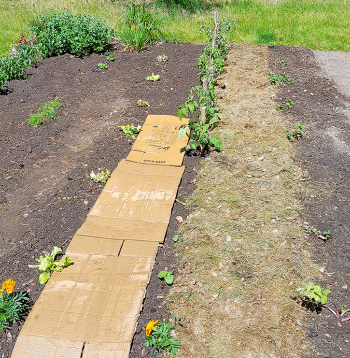 Kartona klāšana dobē, virs tā liekot apžuvušu pļautu mauriņa zāli. Kartona klāšana dobē, virs tā liekot apžuvušu pļautu mauriņa zāli.