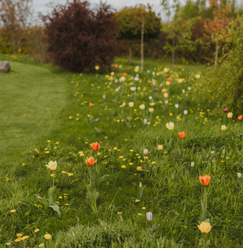 Dabīgā pļava nav vienkārši nepļauts zāliens, tā ir apzināti veidota teritorija.