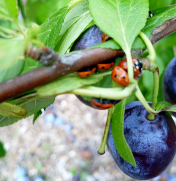 Mārītes lielā skaitā uz plūmes zariem.