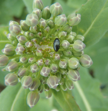 Lai konstatētu pirmo krustziežu spīduļa parādīšanos un tā intensitāti, rapša sējumos var izvietot dzeltenos līmes vairogus vai dzeltenos Moerikes traukus ar ūdeni, tam pievienojot pilienu trauku mazgājamā līdzekļa kā virsmas aktīvo vielu.