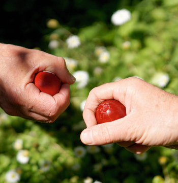 Lai uzvarētu olu kaujās, jāņem mazāka ola – ar nosacījumu, ka tā pareizi izvārīta.