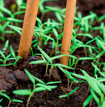 Sējumu izcilā ar irbulīšiem, lai jaunajiem audziņiem nenorautu saknīti.