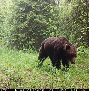 Slēpņu kamerās iegūts fotoattēls. Slēpņu kamerās iegūts fotoattēls.