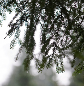 Egļu zars ar lietus lāsēm. 