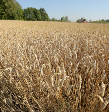 Eksperti ir vienisprātis – lai sasniegtu stabilu un rentablu ražu, vispirms labi jāiepazīst savi lauki un sistemātiski jārisina gan augsnes, gan saimniecības pārvaldības jautājumi. Attēlā: ziemas kviešu šķirne 'Achim'.