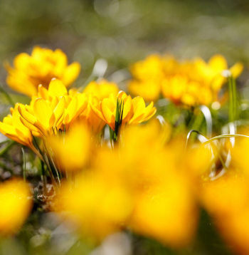 Krokusi Uzvaras parkā. Pavasaris.