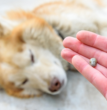 Ērces pārnēsā tādas slimības kā babezioze, Laimas slimība un anaplazmoze. 