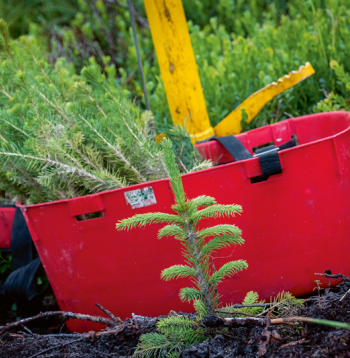 Pirms iegādājas stādus kokaudzētavā, jāzina, kura reģiona stādmateriāla izcelsme nepieciešama, jo Latvijas dienvidos vai rietumos izaudzētie stādi ne vienmēr derēs Vidzemes un Latgales laukiem un mežiem.