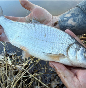 Abavas sudrabotā vimba.