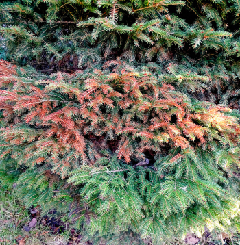 Visizteiktāk saules apdegumi veidojas tieši virs sniega līnijas, kur skujas pakļautas gan tiešajiem, gan atstarotajiem saules stariem.