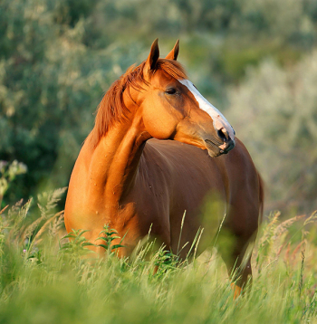 Ilustratīvs attēls.
