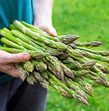 Vislabāk sparģeļus lietot uzturā, svaigi novāktus, jo glabājot to uzturvērtība strauji samazinās.