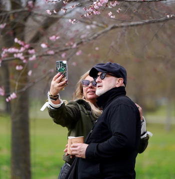 Cilvēki fotogrāfējas pie sakurām Uzvaras parkā.