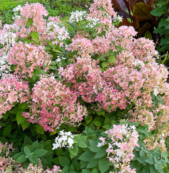 Skarainajai hortenzijai ‘Living Touch of Pink’ apgriež tikai dzinumu galus.