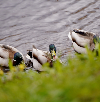 Pīles Uzvaras parkā. Pīles Uzvaras parkā.