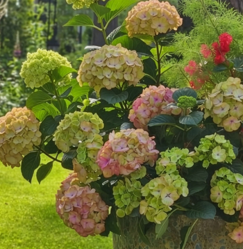 Hortenzijas veido smagas ziedkopas, tādēļ pārāk viegls vai šaurs pods var apgāzties vējā un traumēt dzinumus.