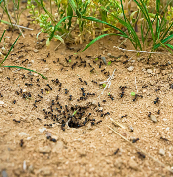 Skudru mājvietu var atpazīt pēc smalkās, drupanās augsnes ap augsnē izveidotiem caurumiem un to tuvumā rāpojošām skudrām. Skudru mājvietu var atpazīt pēc smalkās, drupanās augsnes ap augsnē izveidotiem caurumiem un to tuvumā rāpojošām skudrām.