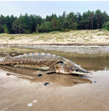 Garumā store var sasniegt pat sešus metrus, svarā 415 kilogramus. Pie Miķeļbākas izskalotā zivs nav tik milzīga, taču tāpat izskatās iespaidīgi. Garumā store var sasniegt pat sešus metrus, svarā 415 kilogramus. Pie Miķeļbākas izskalotā zivs nav tik milzīga, taču tāpat izskatās iespaidīgi.