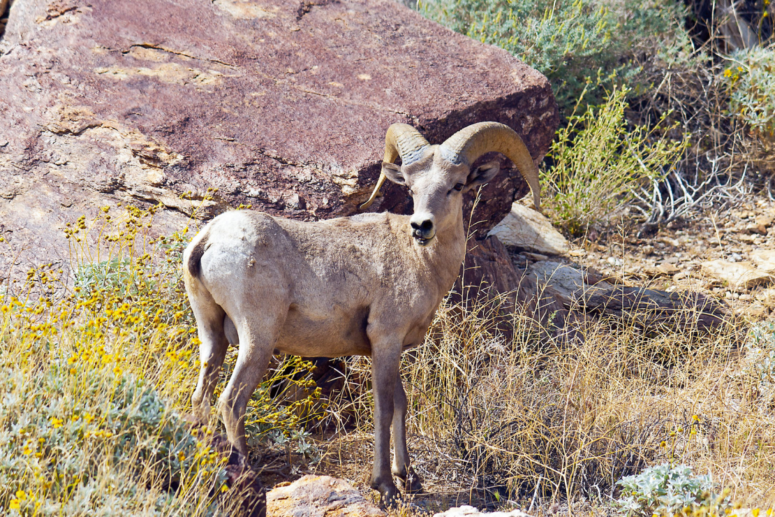 Kalnu kaza