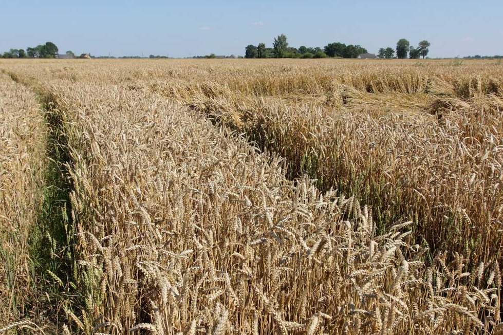 Veldre, sakritusi labība. Labības lauks
