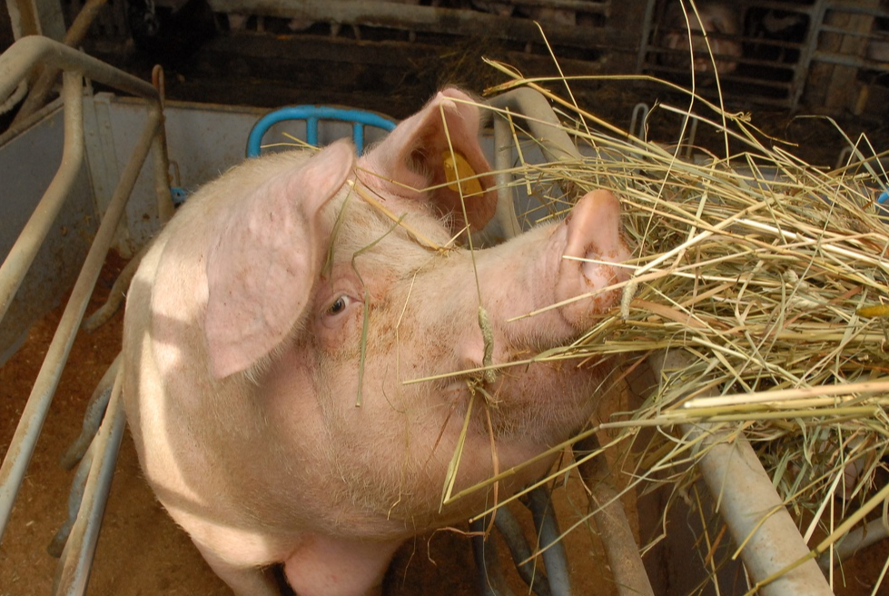 Ilustratīvs attēls.