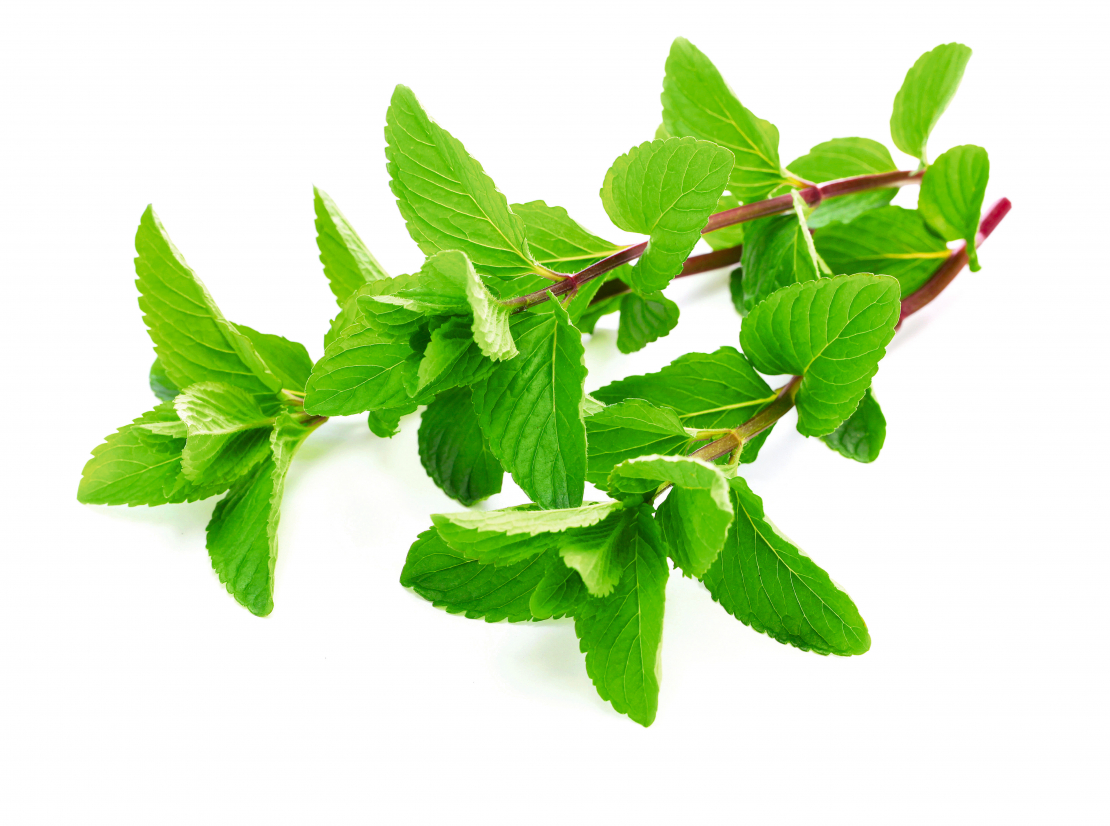 Piparmētra.