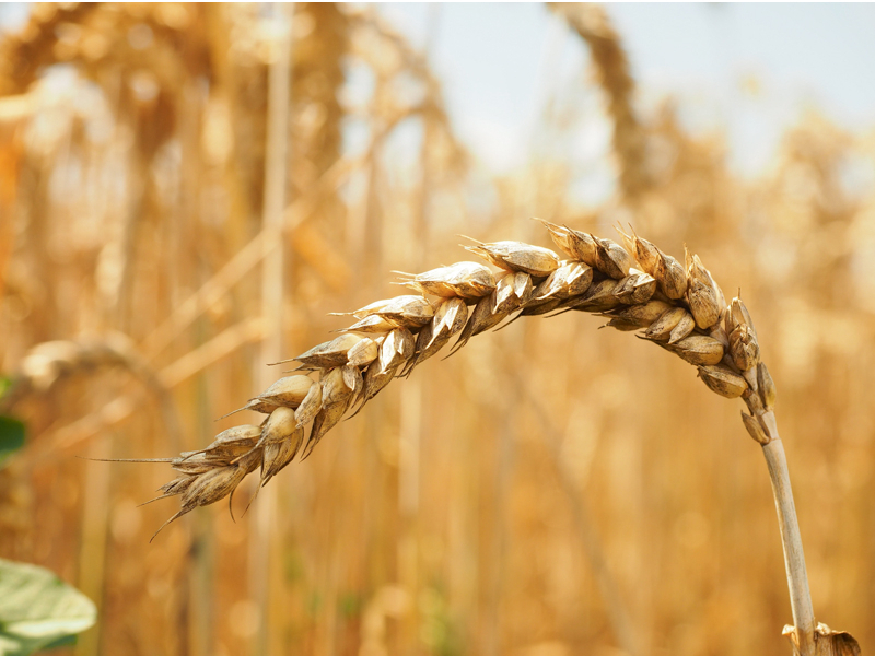 Visas šķirnes, kas nonāk ES tirgū, ir novērtētas oficiālos pirmsreģistrācijas testos.