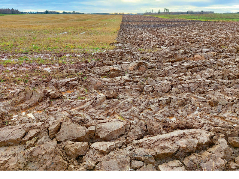 Rudens arums māla augsnē 9.novembrī.